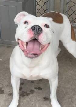 Pit Bull Terrier Dogs Available for Adoption in Chicago, Illinois - Elka | PetCurious