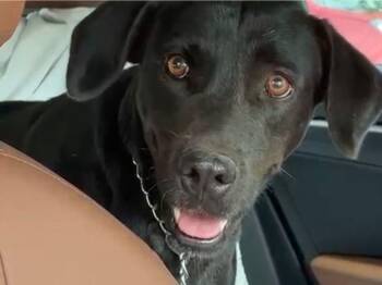 Coco -  Black Labrador Retriever and Belgian Shepherd Laekenois Dog for Adoption in Incline Village, Nevada - Coco | PetCurious