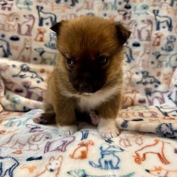 Shepherd Dogs Available for Adoption in Tuba City, Arizona - Tam | PetCurious