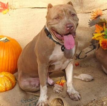 American Staffordshire Terrier and American Bully Dogs Available for Adoption in Brookeville, Maryland - Snoopy | PetCurious