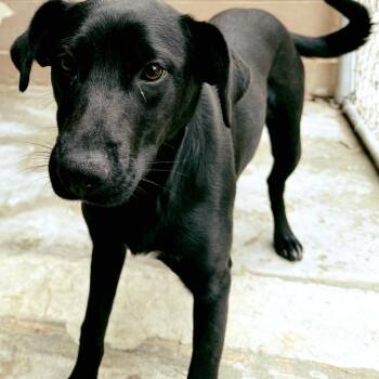 Black Labrador Retriever Dogs Available for Adoption - Ashley | PetCurious