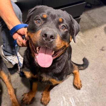 Zeus -  Rottweiler Dog for Adoption in Tampa, Florida - Zeus | PetCurious