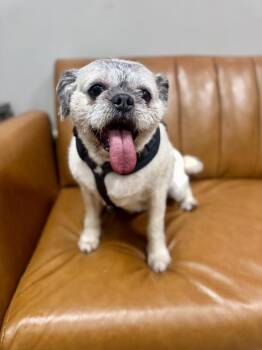 Pug and Mixed Breed Dogs Available for Adoption in Frankfort, New York - Bailey | PetCurious