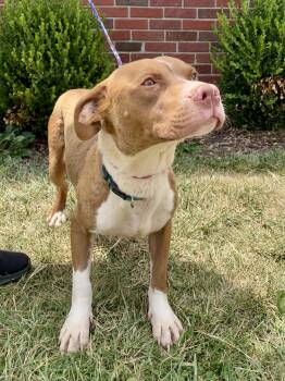Harvey -  Pit Bull Terrier Dog for Adoption in Washington Court House, Ohio - Harvey | PetCurious