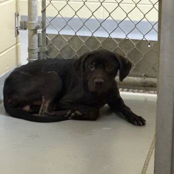 Rescue Mixed Breed Dogs for Adoption in Columbus, Georgia - Thanatos | PetCurious