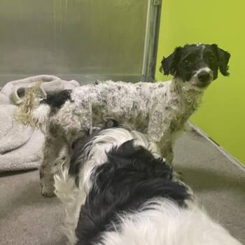 Betty -  Miniature Poodle and Maltese Dog Available for Adoption in Spokane, Washington - Betty | PetCurious