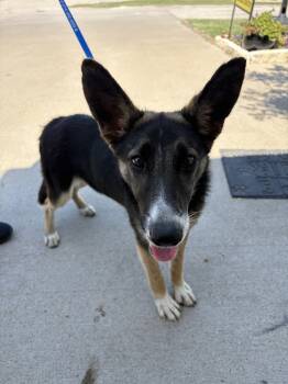 Rescue Australian Cattle Dog Blue Heeler and German Shepherd Dog Dogs for Adoption in Sunnyvale, Texas - Athena | PetCurious