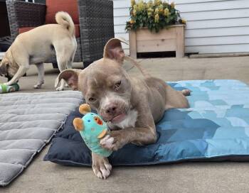 Harold the Boston terrier mix -  Boston Terrier and Pit Bull Terrier Dog for Adoption in Muskego, Wisconsin - Harold The Boston Terrier Mix | PetCurious