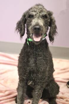 Poodle Dogs Available for Adoption in Manchester, New Hampshire - Memphis In NH! Come Meet Our Adoptable Dogs Wednesday-Saturday.  | PetCurious