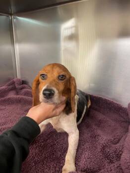 Candy -  Beagle Dog for Adoption in Mineral, Virginia - Candy | PetCurious