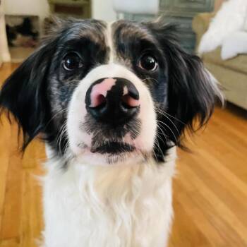 Finn -  Australian Shepherd and English Springer Spaniel Dog Available for Adoption in Bellingham, Washington - Finn | PetCurious
