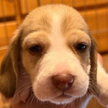 Aster - black -  Beagle Dog for Adoption in Greenfield, Indiana - Aster - Black | PetCurious