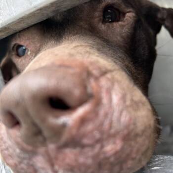 Midam -  Pit Bull Terrier Dog for Adoption in Greensboro, North Carolina - Midam | PetCurious