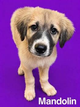 Mandolin -  Saint Bernard and German Shepherd Dog Dog for Adoption in Morton Grove, Illinois - Mandolin | PetCurious
