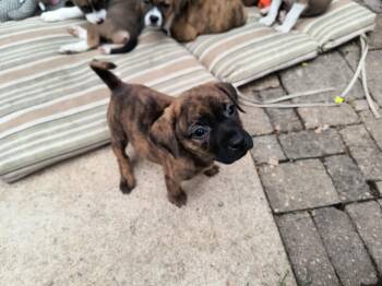 Dolly -  Boxer Dog for Adoption in Aurora, Illinois - Dolly | PetCurious