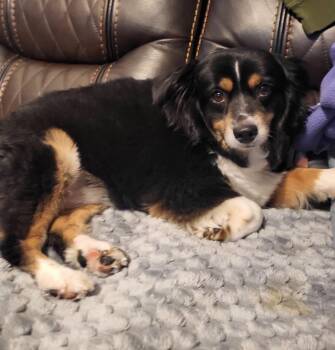 Sadie & Charlie -  Australian Shepherd Dog for Adoption in Salisbury, North Carolina - Sadie & Charlie | PetCurious