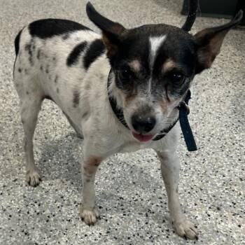 Snickers -  Rat Terrier Dog for Adoption in Carlyle, Illinois - Snickers | PetCurious
