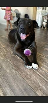 Rescue Labrador Retriever and American Bulldog Dogs for Adoption in New Haven, Connecticut - David | PetCurious