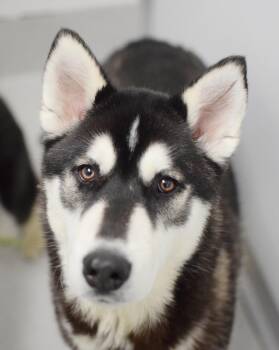 Siberian Husky Dogs Available for Adoption in Pontiac, Michigan - Big Billy | PetCurious
