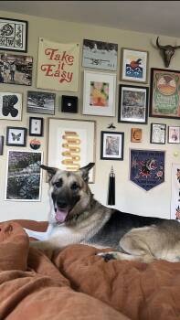 King -  German Shepherd Dog Dog for Adoption in Claremont, California - King | PetCurious
