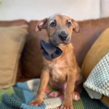 Labrador Retriever and Shepherd Dogs Available for Adoption in Friendswood, Texas - Bard DnD | PetCurious