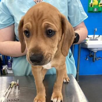 Shep -  Retriever Dog for Adoption in Montgomery, Alabama - Shep | PetCurious