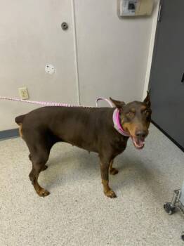 Doberman Pinscher and Mixed Breed Dogs Available for Adoption in Visalia, California - A253192 | PetCurious