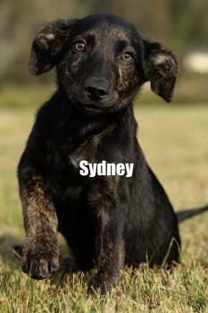 Sidney -  Shepherd and Terrier Dog for Adoption in Irwin, Pennsylvania - Sidney | PetCurious
