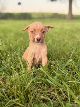 Maeve -  Mixed Breed Dog for Adoption in Gradyville, Kentucky - Maeve | PetCurious