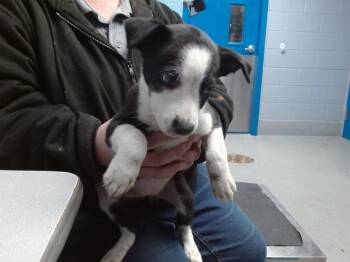 Pointer and Mixed Breed Dogs Available for Adoption - VERONICA | PetCurious