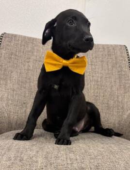 Gold -  Labrador Retriever and Mixed Breed Dog for Adoption in Hawk Point, Missouri - Gold | PetCurious