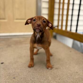 Pit Bull Terrier Dogs Available for Adoption in Fenton, Michigan - Tart  | PetCurious