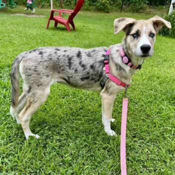 Ivy -  Husky and Mixed Breed Dog for Adoption in Pelham, New Hampshire - Ivy | PetCurious