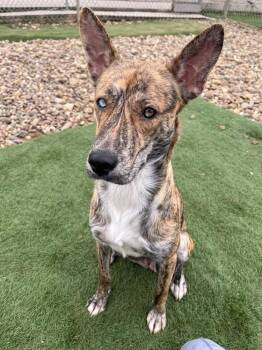 Mixed Breed Dogs Available for Adoption in Evansville, Indiana - Juno | PetCurious