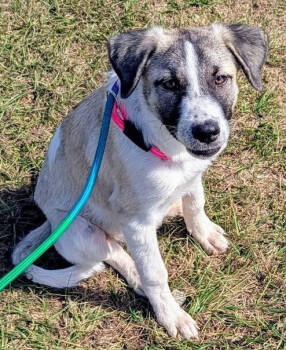 Rescue Great Pyrenees and Mixed Breed Dogs for Adoption in Saugus, Massachusetts - Chloe | PetCurious