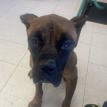 Cane Corso Dogs Available for Adoption - Jill | PetCurious