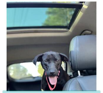 Rescue Mixed Breed Dogs for Adoption in Atlanta, Georgia - Annie | PetCurious