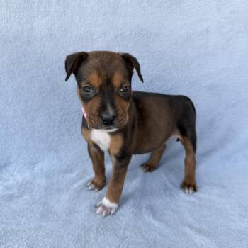 Candy Crush -  Labrador Retriever and Mixed Breed Dog for Adoption in Carencro, Louisiana - Candy Crush | PetCurious