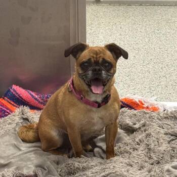 Gizmo -  Pug and Beagle Dog for Adoption - Gizmo | PetCurious