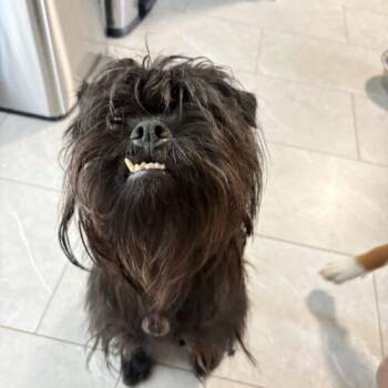 Blackjack -  Miniature Schnauzer and Pug Dog for Adoption in Christiansburg, Virginia - Blackjack | PetCurious