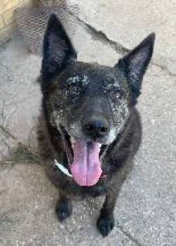 Rescue Labrador Retriever Dogs for Adoption in Shreveport, Louisiana - Willow | PetCurious