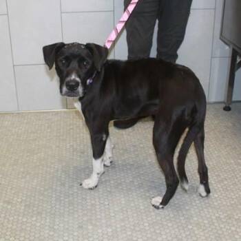 Tippi+ -  Mixed Breed Dog for Adoption in Elk Grove Village, Illinois - Tippi+ | PetCurious