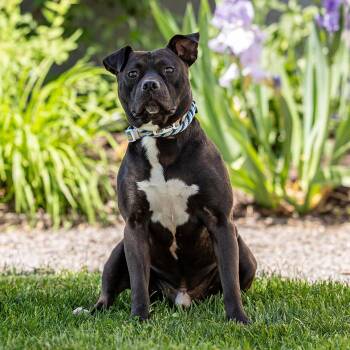 Bubba -  Staffordshire Bull Terrier Dog for Adoption in Council Bluffs, Iowa - Bubba | PetCurious