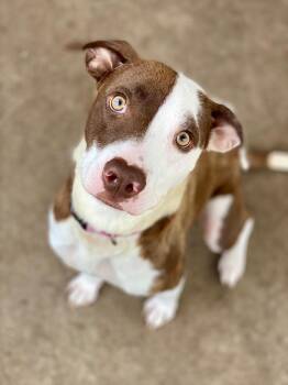 Lucy -  Terrier and Mixed Breed Dog for Adoption in Urbandale, Iowa - Lucy | PetCurious
