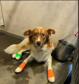 MILES -  Border Collie Dog for Adoption in Stockton, California - MILES | PetCurious