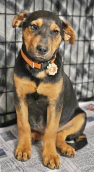 Shepherd Dogs Available for Adoption - Outlaw | PetCurious