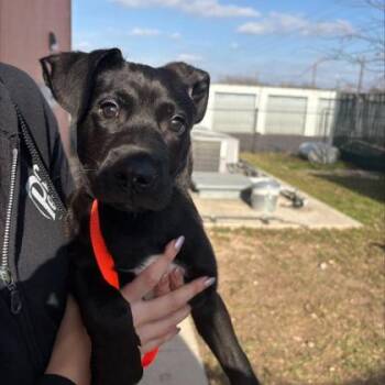 Black Labrador Retriever Dogs Available for Adoption - Dragonite | PetCurious