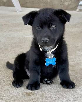 Terrier and Shepherd Dogs Available for Adoption in Corona, California - Keith | PetCurious