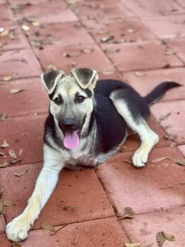 Rescue German Shepherd Dog Dogs for Adoption in Shelby, North Carolina - Pi | PetCurious
