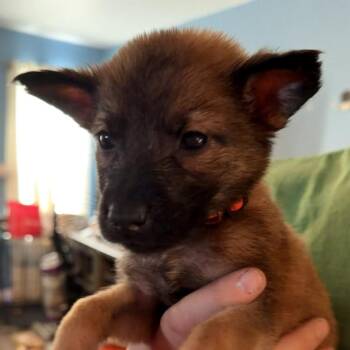 Shepherd Dogs Available for Adoption - Jyn | PetCurious